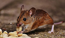 termite-baiting-systems Experts in Millington